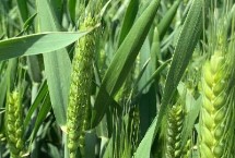 金麦浪1号小麦栽培技术要点，半冬性品种