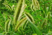 狗尾巴草是什么植物，具有很强的生命力和环境适应能力