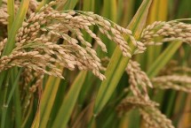 登两优008水稻栽培技术要点，每亩有效穗数16.1万穗