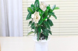 栀子花盆栽的养殖方法，每隔2-3天换一次水