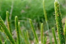 镇麦23小麦栽培技术要点，自然发病鉴定中抗赤霉病