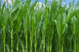 垦单10号玉米栽培技术要点，在适应区5月5日-10日播种