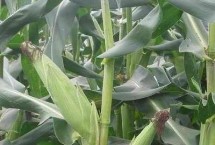 田单68玉米栽培技术要点，按当地最佳播种期适期播种