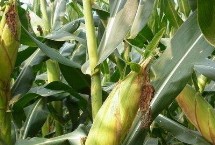 朝甜1609玉米栽培技术要点，适宜4月初～5月初播种