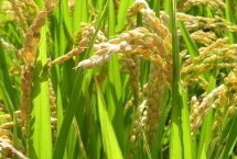 坤两优丰占水稻栽培技术要点，6月中下旬播种