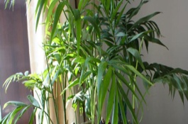 椰子树怎么繁殖，要将温度保持在20-30℃