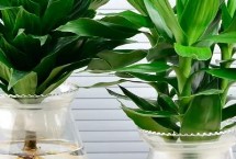 富贵竹的生长习性，应养在散光或者半阴的环境中