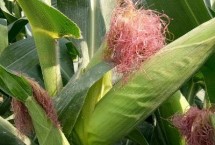 点金玉767玉米栽培技术要点，每亩加施复合肥25千克