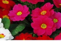 欧洲报春花的生长习性，上盆后前期要降低光照强度