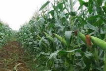 明天369玉米栽培技术要点，保证全生育期无草荒