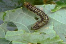 农作物害虫怎么分类,包括棉铃虫、豆荚螟、蛴螬等种类