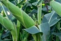 康农玉8号玉米栽培技术要点，亩密度3500株左右