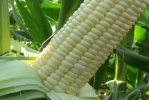 豫单7910玉米栽培技术要点，平均生育期101.8天