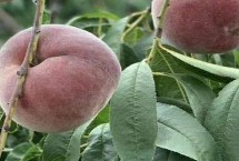 黑桃皇后桃的品种特点，口感好且营养价值高