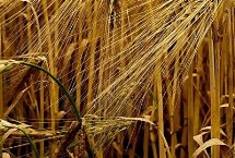 大满877小麦栽培技术要点，每亩适宜基本苗18万—22万