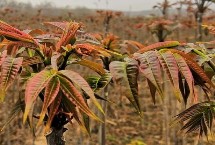 香椿幼苗菜是什么，被称为“树上蔬菜”