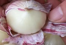 独头蒜和普通大蒜的区别，二者蒜瓣形态不同