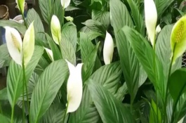 白掌叶子冬天枯死是何原因，浇水不当或土壤不适等均会导致