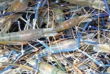 如何挑选罗氏虾，可以用淡水养也可以放冰箱冷冻