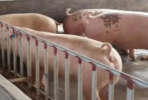 猪高热病的防治方法，需避免在疫情发生区购买种猪