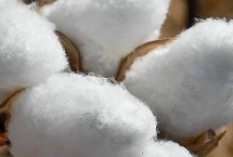 湘棉37棉花栽培技术要点，转抗虫基因早熟常规棉品种