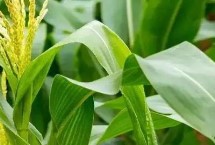 GD1903玉米栽培技术要点，适宜播种期5月上旬-5月中旬