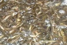 养殖泥鳅所需环境，投放前要蓄水施肥、放苗后要提供充足的食物