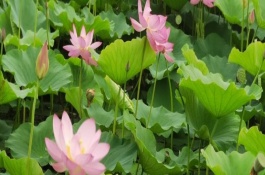 荷花叶子边缘发黑枯萎怎么回事，荷叶为圆形