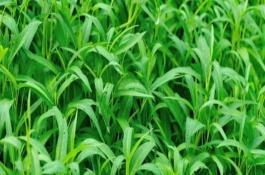 空心菜在生长期需要注意什么，浸种催芽后再进行直播