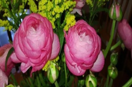 洋牡丹叶子发黄的原因，喜欢生长在半阴环境下