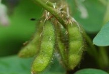 中黄210大豆栽培技术要点，全生育期106天