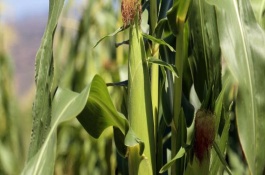 甘玉2号玉米栽培技术要点，普通玉米品种
