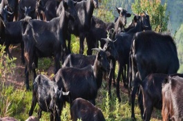 黑山羊有哪些常见品种，通常可以在放牧前或者放牧后补饲