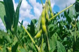 正绿毛豆1号大豆栽培技术要点，生育期间及时铲趟