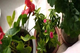 家里绿植有小飞虫怎么处理，常见的有海棠花、虎尾兰等