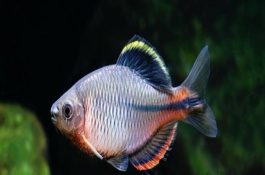 鳑鲏鱼养殖注意事项，主要原因是应激过强