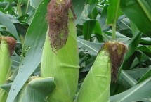 禾糯66玉米栽培技术要点，该品种属中熟杂交糯玉米