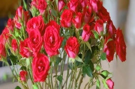 水插鲜花一般几天换一次水，将鲜花养护在通风阴凉的地方