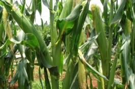 天育999玉米栽培技术要点，生育期116.2天