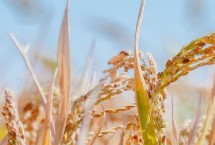 常农粳16号水稻栽培技术要点，每亩栽插1.8万穴