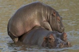 河马在水里憋气能持续多长时间，是有尾巴的动物