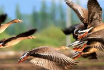 大雁从南方飞到北方是什么季节，有季候性迁移、集群生活、团队分工明确等