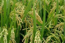 早籼1901水稻栽培技术要点，在重病区还要注意稻瘟病的防治