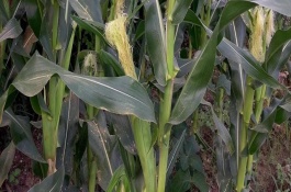 海禾30号玉米品种介绍，平均生育期109天