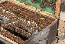 早春养蜂怎样扩大子圈，不要急着加脾扩巢