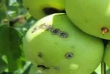 苹果黑星病介绍，主要危害叶片和果实