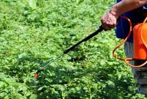 哪些农药可以和嘧菌酯混配，可选择苯醚甲环唑、百菌清、精甲霜灵等药物