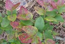 蓝莓表面的白霜是什么，该病不是每年都会发生