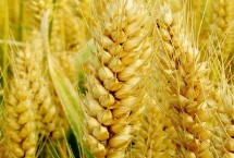 兰天133小麦栽培技术要点，适宜播种期9月中旬