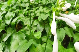 好听又有深意的植物，常见的有紫珠、玉簪、流苏等